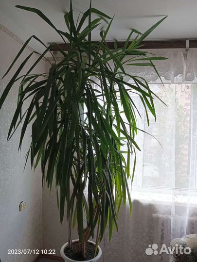 Юкка- Пальма