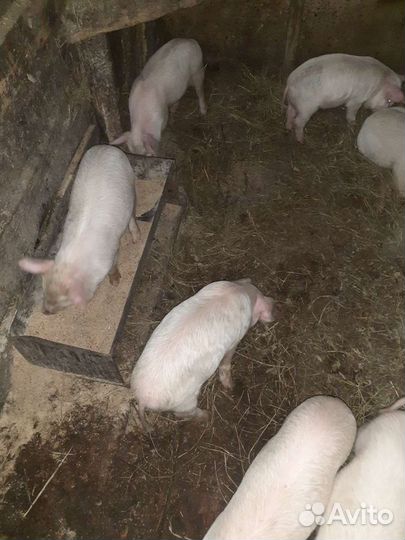 Поросята