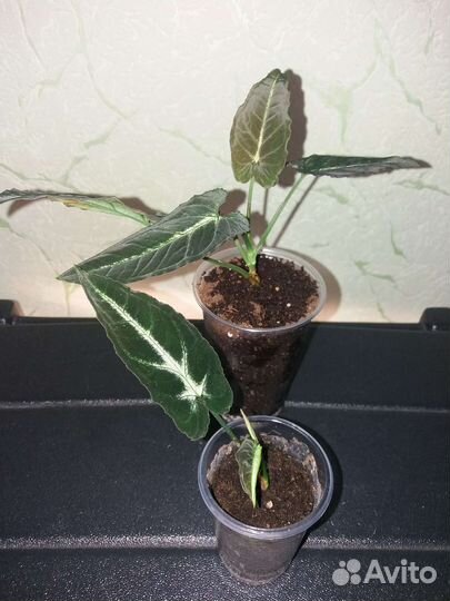 Сингониумы сортовые 2