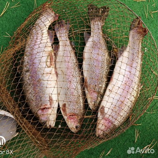 Форель Свежая