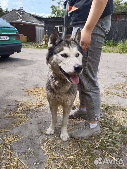 Собака в добрые руки
