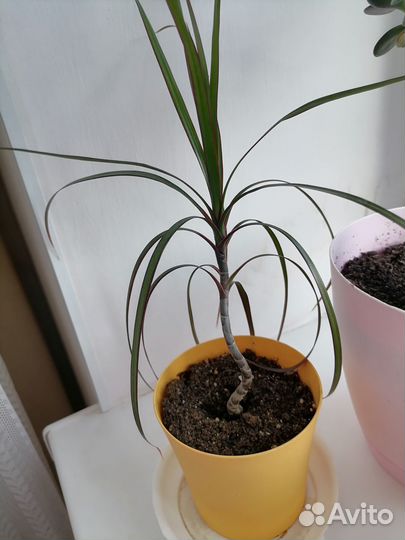 Драцена маргината