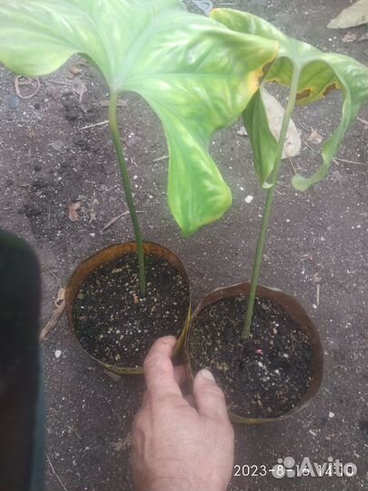 Ректофиллум удивительный (церцестис)