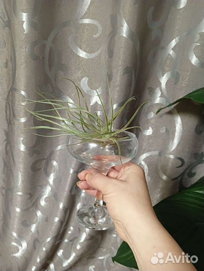 Тилландсия (Tillandsia)