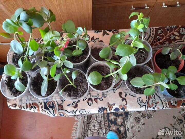 Каланхое, Сансевьерия -Лауреьи