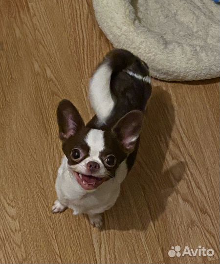 Мини кобель чихуахуа