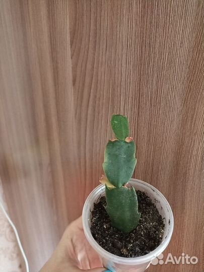 Декабрист белый (шлюмбергера)