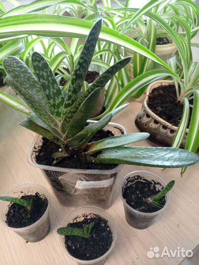 Комнатные цветы