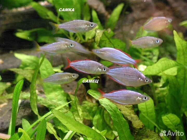 Аквариумные рыбки, излишек