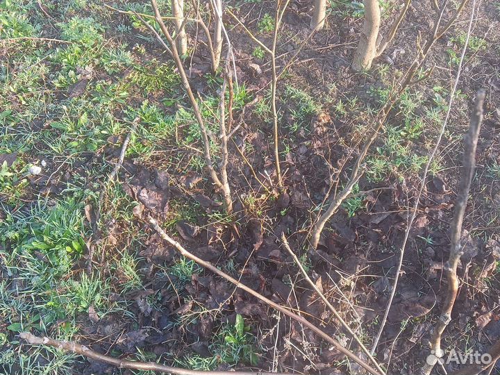 Саженцы орехов