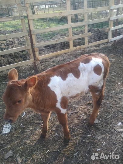 Продаются телята