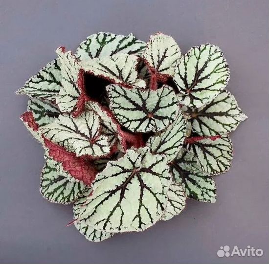 Комнатные растения Бегония