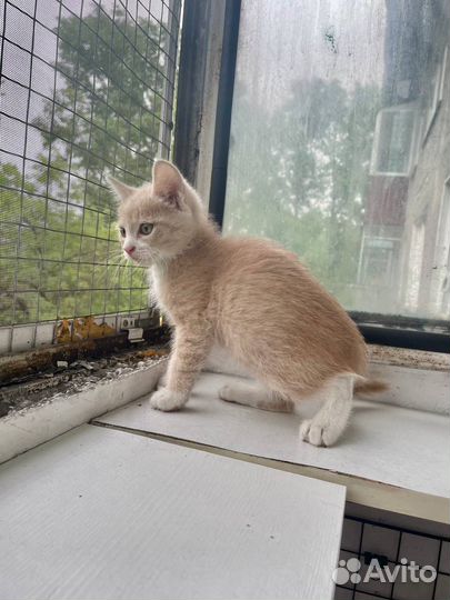 Кошка