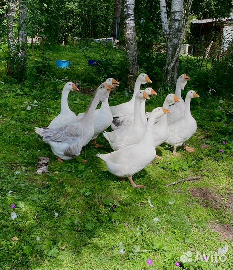 Холмогорские гуси