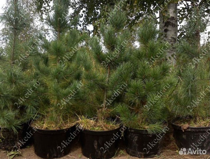 Сибирский кедр экстра класс. Саженцы