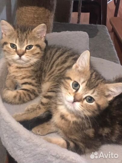 Британская