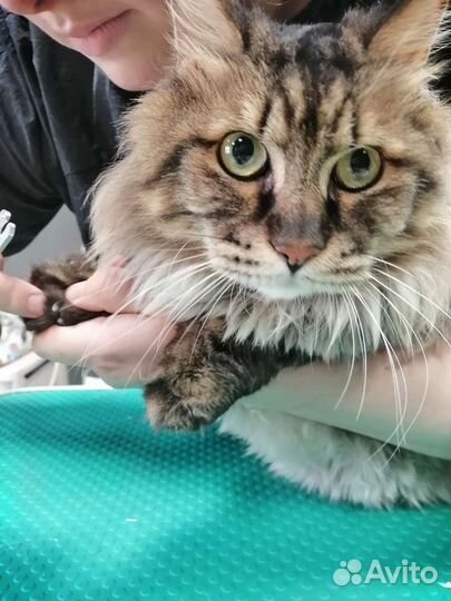 Стрижка собак и кошек, экспресс-линька, тримминг