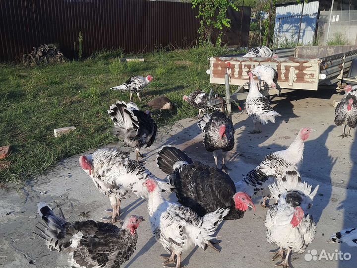 Индюшата подрощенные