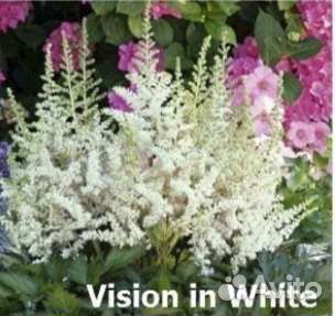 Астильба розовая