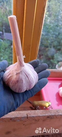Чеснок сорт Стрелец