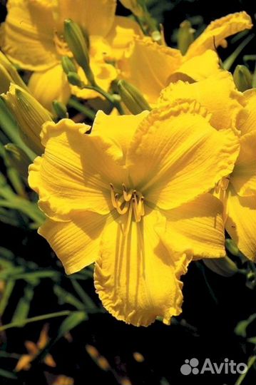 Лилейники Техас Санлайс