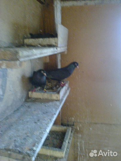 Голуби бакинцы и такла