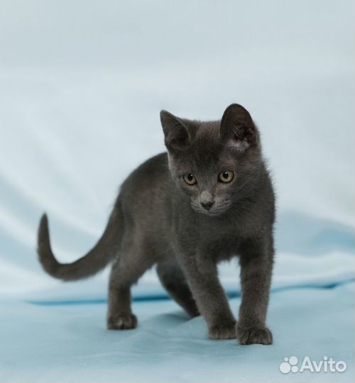 Котенок Барбарик ищет дом