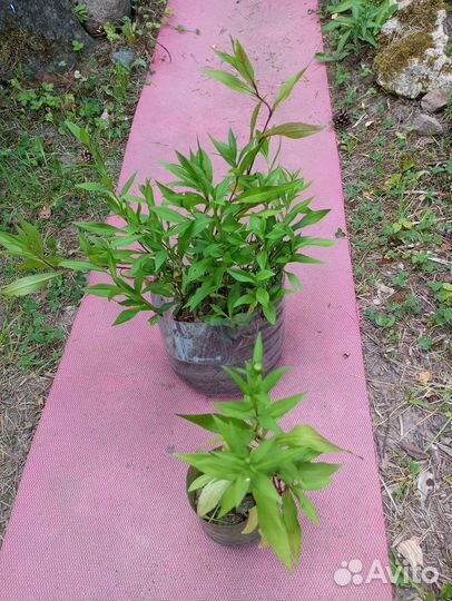 Астра многолетняя