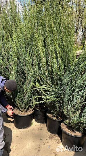 Можжевельник Блю Эрроу с доставкой с полей