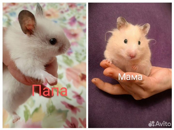 Сирийские хомяки малыши