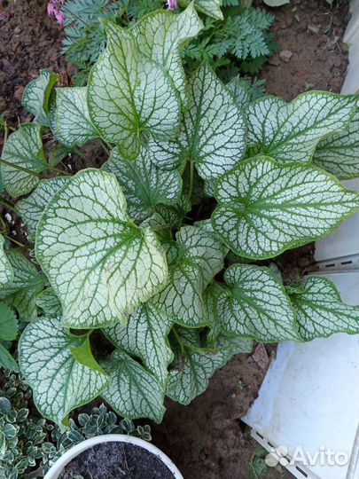 Цветы для сада