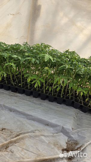 Рассада помидор