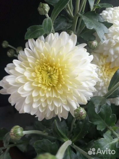 Хризантемы