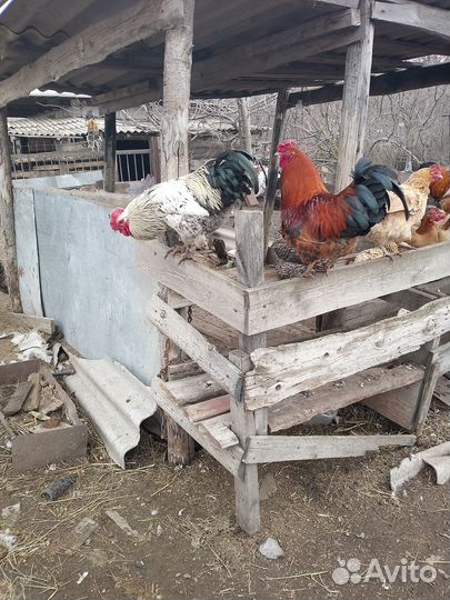 Петухи