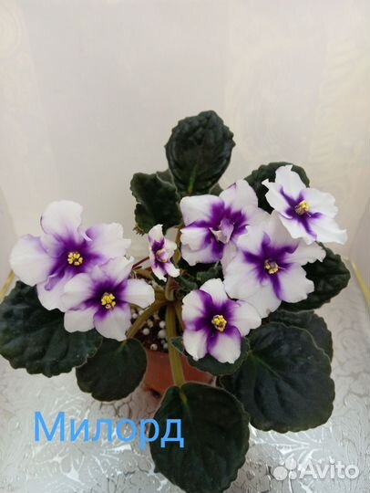 Детки сортовых фиалок