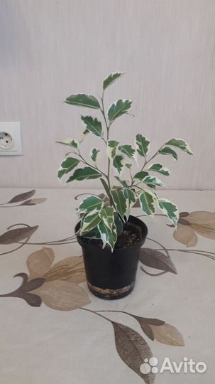 Фикус Бенджамина