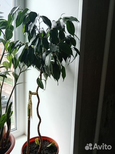 Фикус бенджамина на штамбе