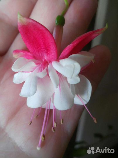 Фуксия (4 сорта)