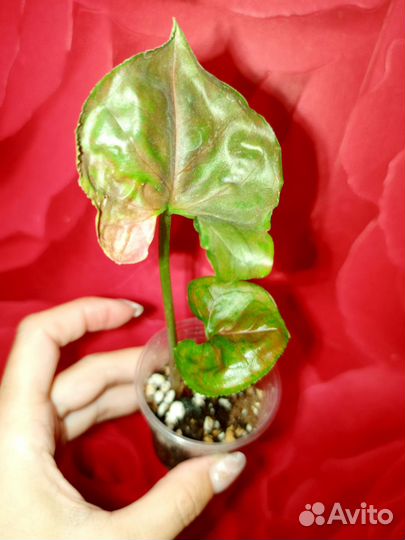 Сингониум Яичница, Клубничный Лёд