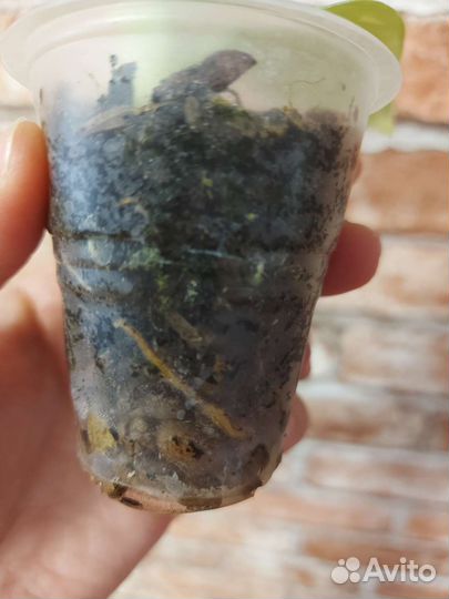 Филодендрон белый волшебник