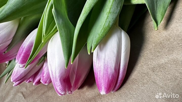 Тюльпаны розовые
