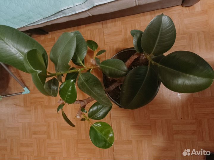 Фикус каучуконосный большой