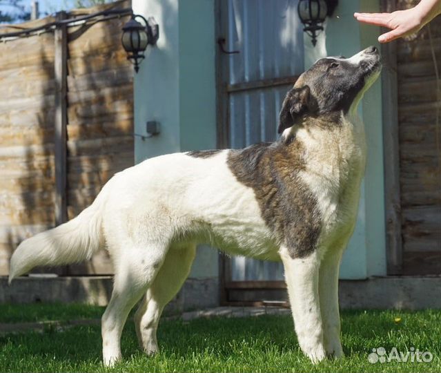 Собака Лапоть в добрые руки