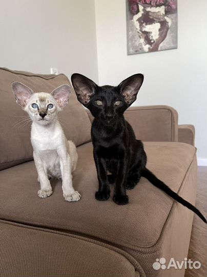 Ориентальные котята