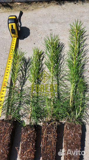 Сеянцы сосны обыкновенной зкс