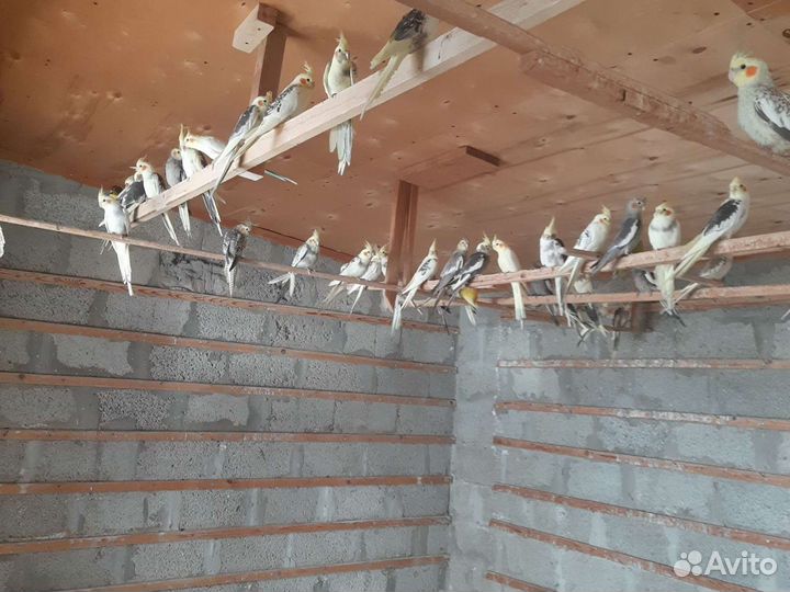 Попугай карелла оптом и в розницу