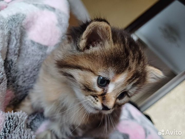 Кошка