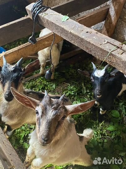 Козлята