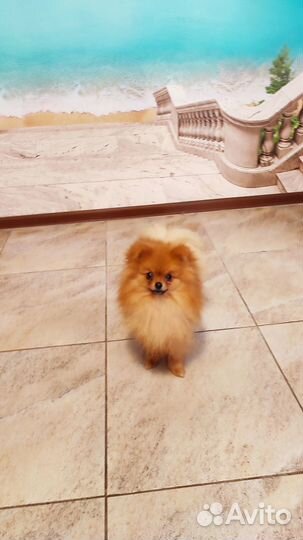 Померанские шпицы. Большой выбор