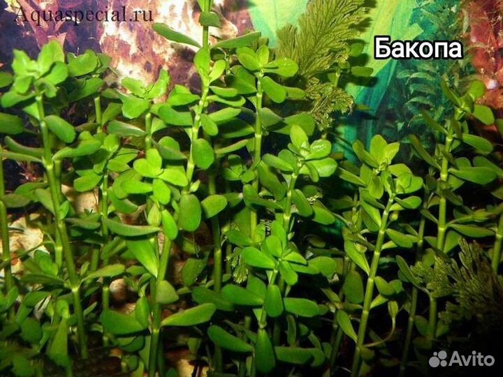 Аквариумные растения